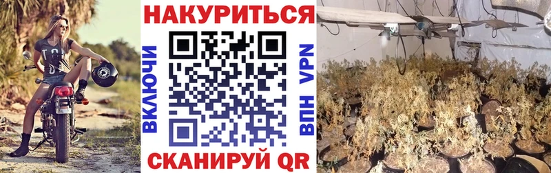 как найти   Новодвинск  МАРИХУАНА индика 